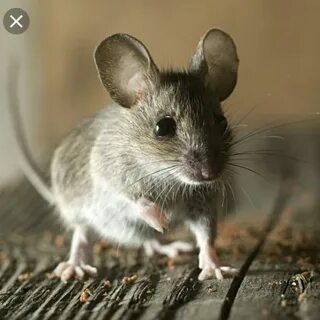 Домовая мышь mus musculus