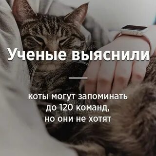 Быть котом не просто