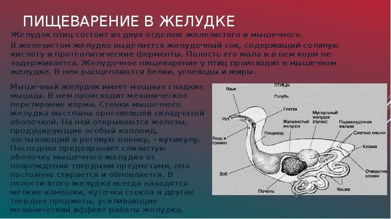 Пищеварение птиц. Органы пищеварения птиц. Желудок птиц. Строение органов пищеварения птиц.