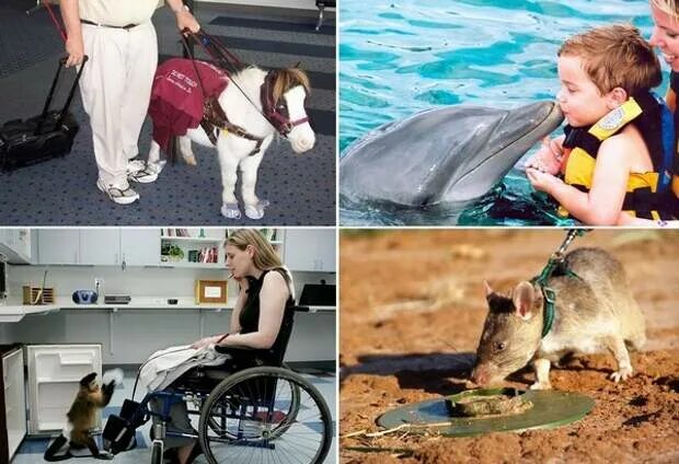 Животные которые помогают людям. Сообщение животные помощники человека. Собака помогает человеку. Почему животные помогают людям. Животные помогают людям.