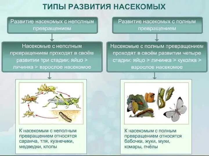 Клоп Тип постэмбрионального развития. Постэмбриональное развитие таблица 10 класс. Постэмбриональное развитие Непрямое с неполным метаморфозом. Прямой и непрямой типы постэмбрионального развития.