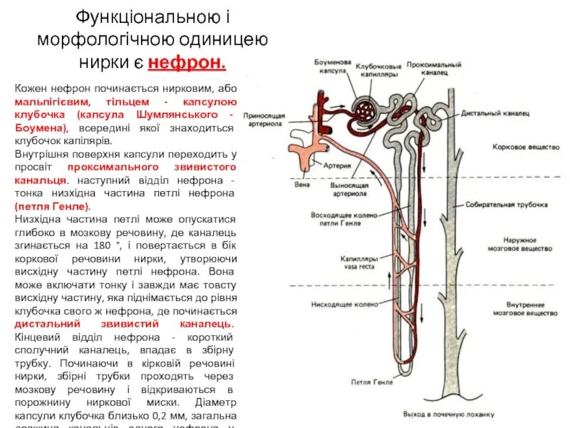 Какие вещества содержатся в плазме нефрона