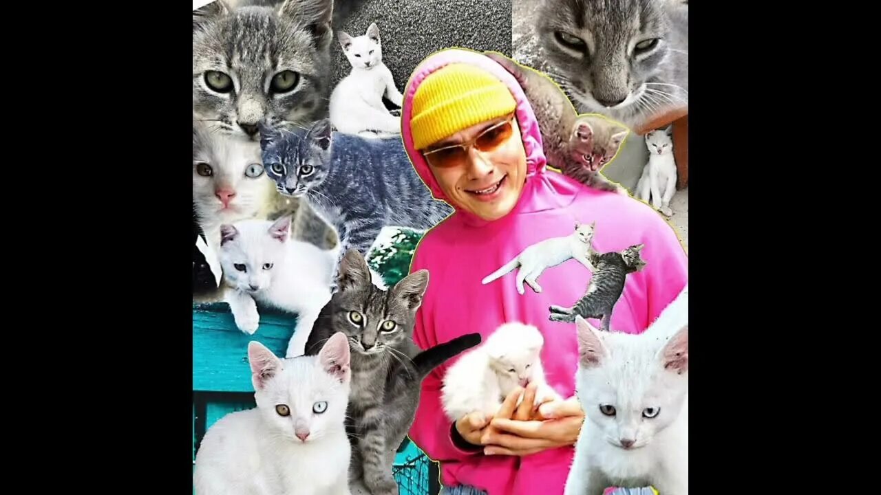 Холи баам. Кот кокос. Песня про котят holy. Лава пава и holy baam песня про печенье. Песня про котят holy.