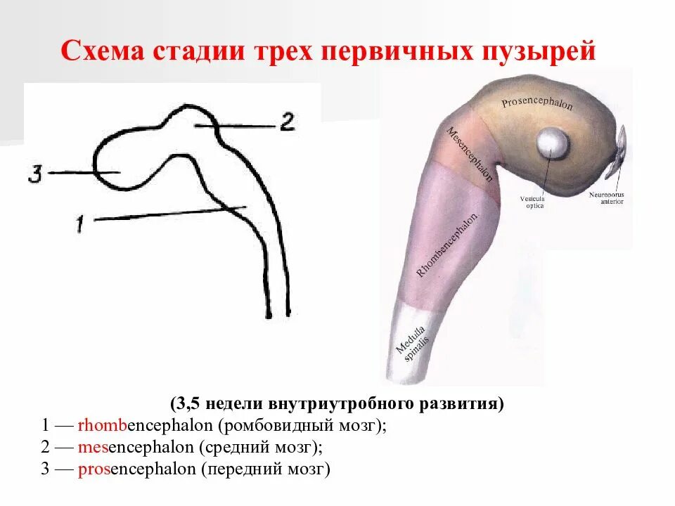 3 пузыря мозга. Схема формирования мозговых пузырей. Стадии развитие трех мозговых пузырей. Стадии формирования мозговых пузырей. Стадия трех мозговых пузырей схема.