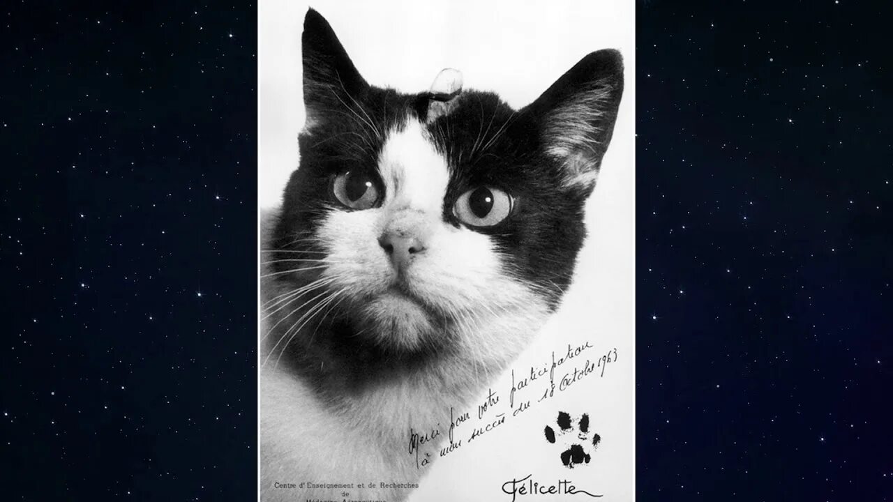 Кошка полетевшая в космос. Кошка Фелисетт в космосе. Первая кошка космонавт Фелисетт. Кошка в космосе Франция.