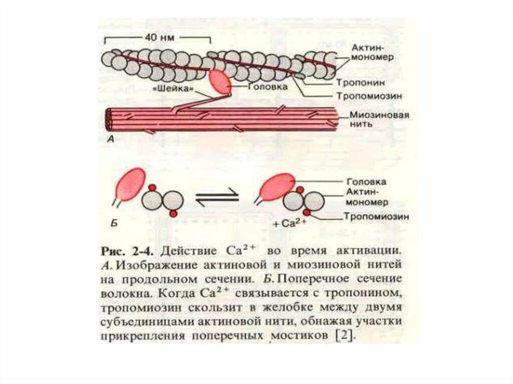 Нити актина. Тропонин и тропомиозин в механизме мышечного сокращения. Тропонин тропомиозин физиология. Механизм мышечного сокращения физиология. Актин это физиология.