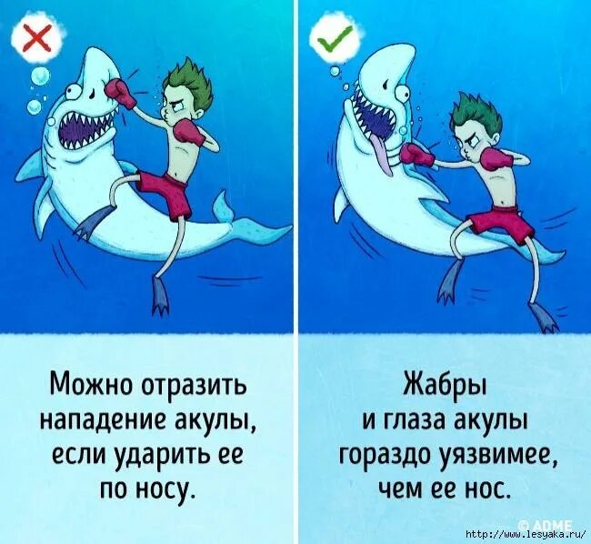 Как защититься от акулы. Статистика нападения акул. Как выжить при нападении акулы. Как защититься от акулы. Как защититься от акулы.