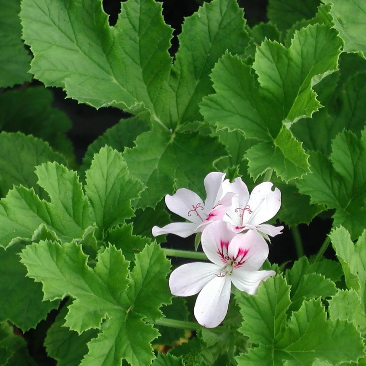 White unique. Пеларгония uaito ringu. Пеларгония Bornholmpelargon. Пеларгония Bornholm pelargonia. Пеларгония Hanna Novis.