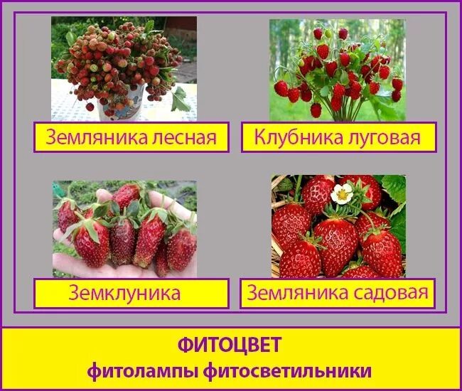 Клубника и земляника в чем разница - CoffeePapa.ru