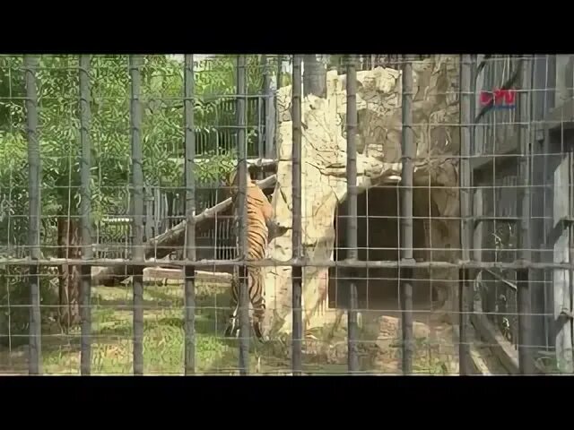 День амурского тигра 2024
