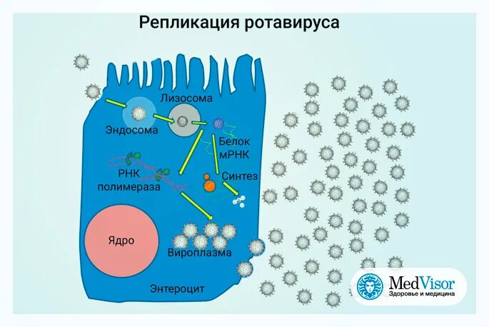 Как защититься от ротавируса на море. Ротавирус в абхазии. ротавирус от моря. ротовирус на море. течение ротавируса.