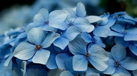 Blue plant