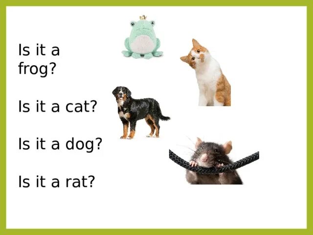 What s that yes it is. It is a Frog it is a Dog. Is it a Cat ответ. Английский Cat it is. It is a Cat.