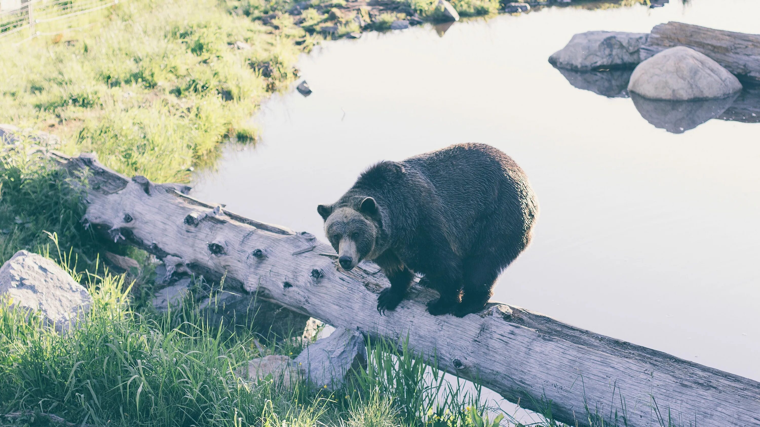 Bear stone. Медведь на бревне. Медвежонок на бревне. Медведь в прыжке. Медведь сломавший забор на границе.