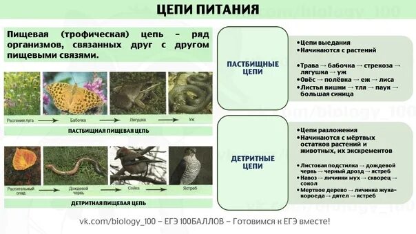 Дождевой червь редуцент или продуцент