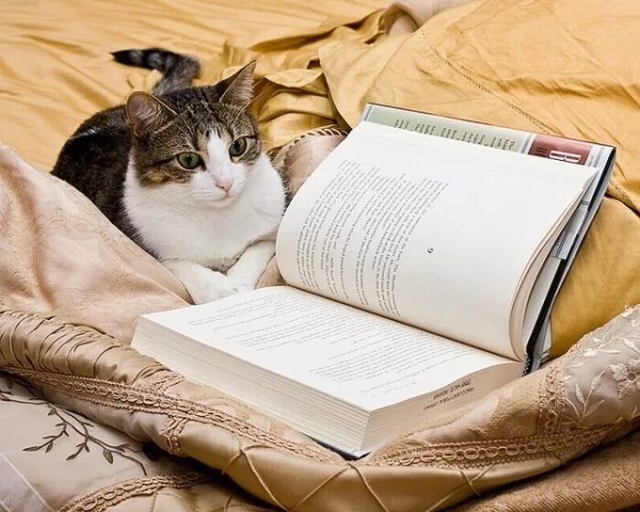 Кошка с книжкой. Котёнок с книжкой. Книги про кошек. Кот читает. Ну читай ее