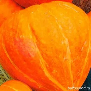 Вкусные сорта тыквы отзывы