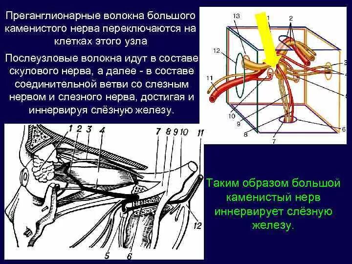 Волокна лицевого нерва. Волокна большого Каменистого нерва. Большой Каменистый нерв. Большой Каменистый нерв иннервирует. Глубокий Каменистый нерв.