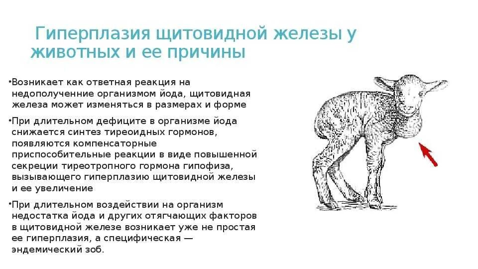 Укол ягненку. Энзоотическая атаксия ягнят симптомы. Эндемический зоб у животных.