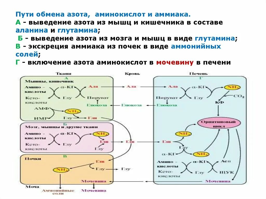 Синтез белков крови в печени. Орнитиновый цикл биохимия. Пути обезвреживания аммиака схема. Схема обмена аммиака. Схема обезвреживания аммиака в печени.