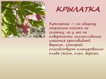 Крылатка сухой или сочный