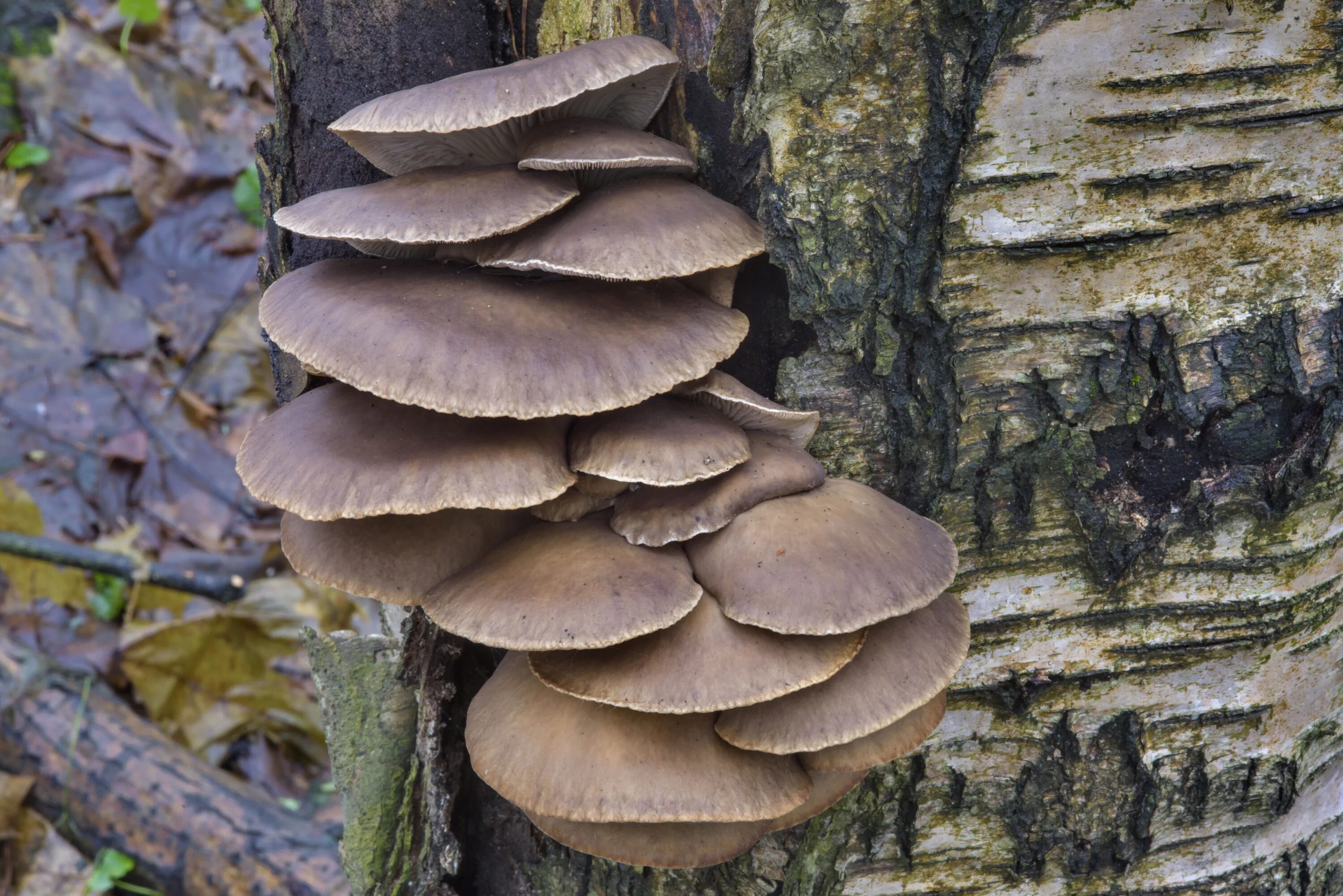 Вешенки на дереве. Вёшенка устричная (Pleurotus ostreatus). Вёшенка обыкновенная. Вешенка бурая. Вешенка коричневая.