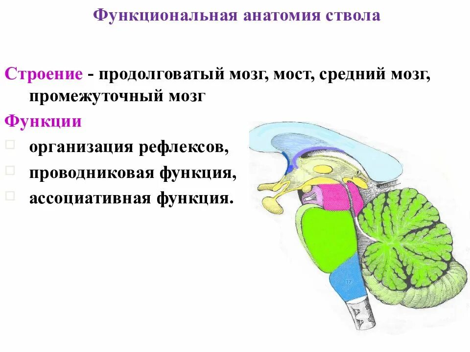 Средний мозг продолговатый мозг промежуточный мозг функции. Средний мозг анатомия функции. Функции среднего мозга анатомия. Средний мозг строение структура функции.