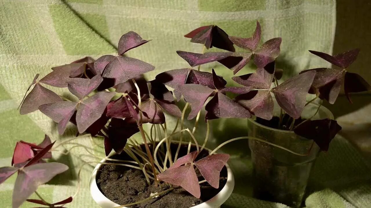 Кислица оксалис. Оксалис Кислица треугольная. Кислица треугольная (Oxalis triangularis). Оксалис stellata.