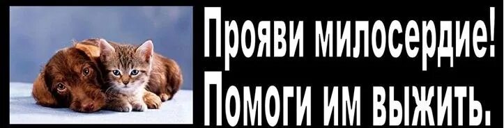 Помогите спасти кошек. Помогите нам выжить собаки. Помогите мне выжить. Слово помогает выжить