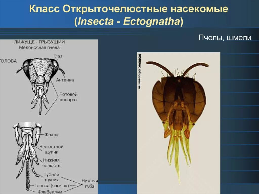 Ротовая полость насекомых. Колюще-сосущий ротовой аппарат комара. Строение ротового аппарата рабочей пчелы. Ротовой аппарат пчелы медоносной. Грызуще-лижущий ротовой аппарат строение.