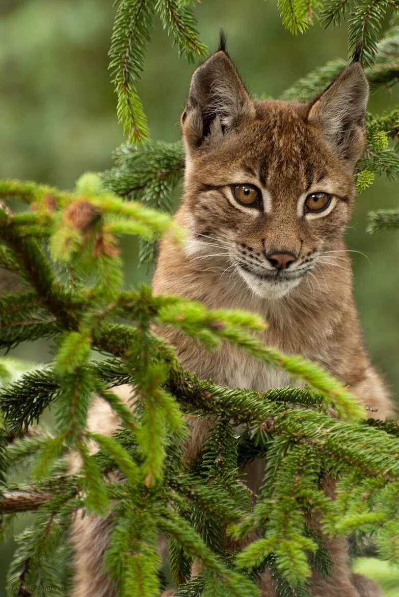 Рысь телефон. Рысь Уссурийской тайги. Рысь (Lynx Lynx) в дикой природе. Рысь Лесная кошка. Рысь в тайге.