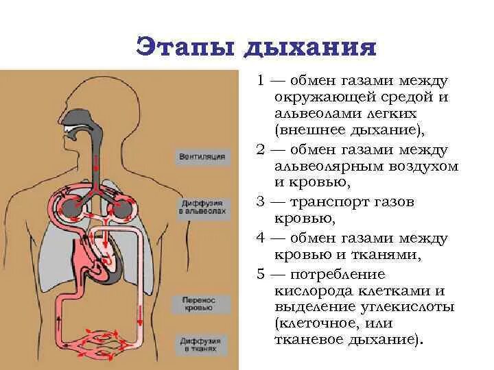 Стадии процесса дыхания человека. Процесс дыхания (этапы процесса дыхания).. Транспорт газов кровью регуляция дыхания физиология. Стадии дыхательного процесса физиология.