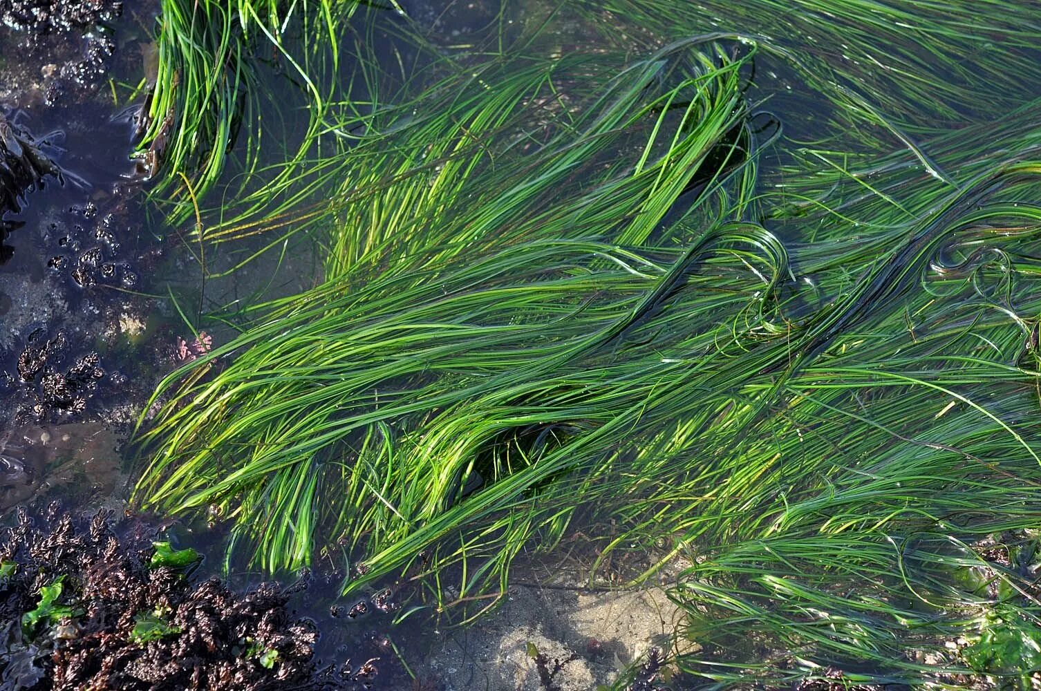 Какие водоросли образуют. Филлоспадикс водоросль. Зостера взморник. Взморник граундед. Водоросли нитчатка.