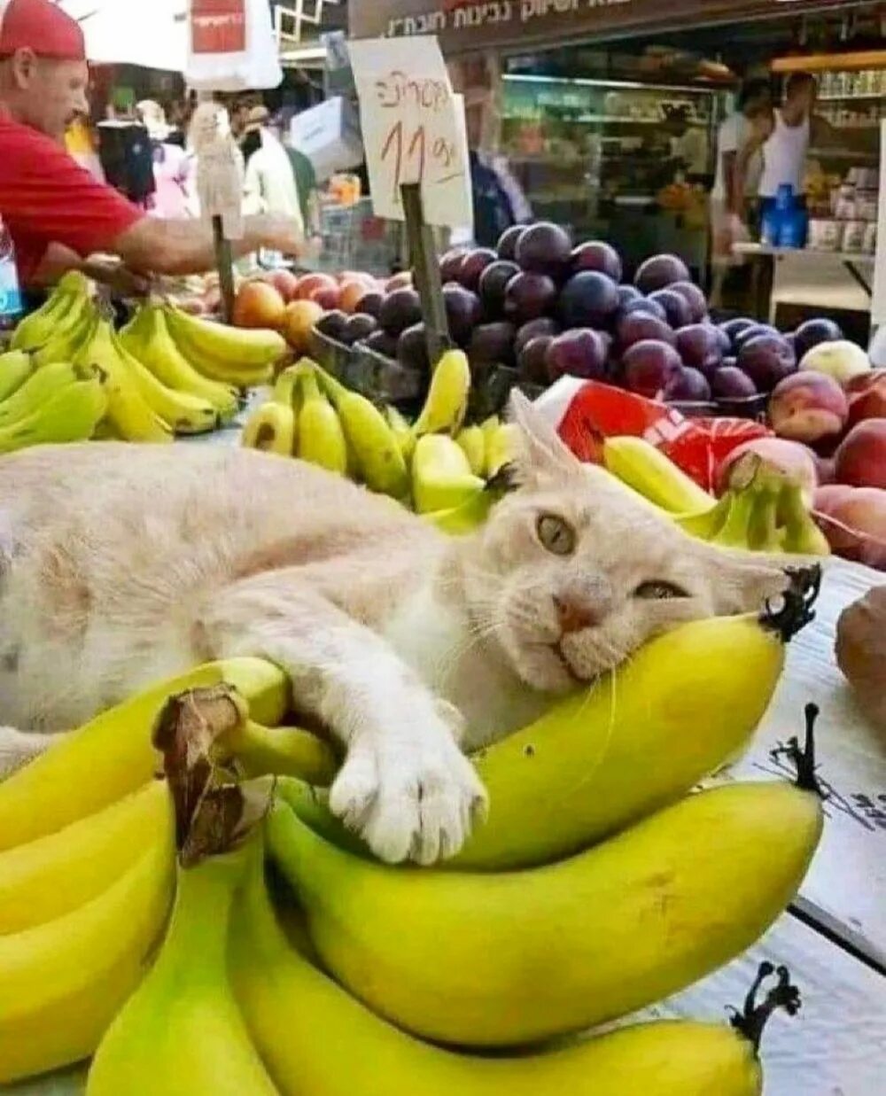 Бананокот. Коты не любят бананы. Кот который не любит овощи. Cat and Banana foto.