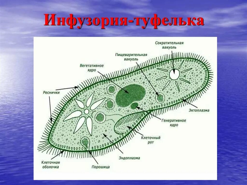 Органоиды инфузории туфельки. Инфузория туфелька строение. Реснички инфузории туфельки строение. Одноклеточные инфузория туфелька. Инфузория туфелька какой органоид