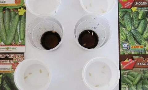 Огурцы замачивают перед посадкой