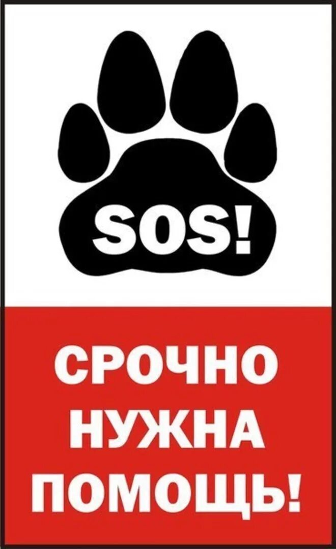 Нужно помочь собаке. Сос срочно нужна помощь собаке. Сос Спасите собаку. Нужна помощь. Срочно нужна помощь.