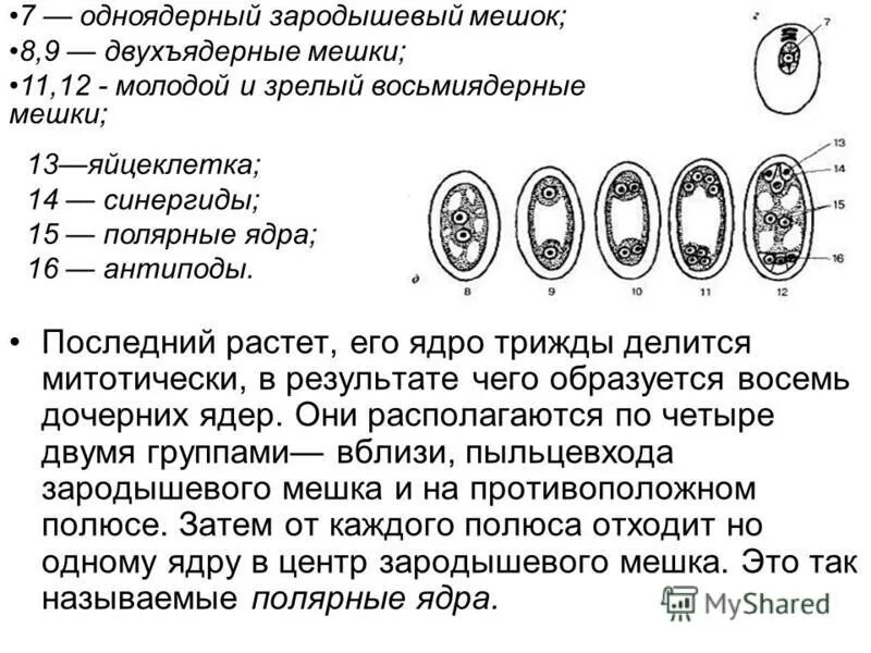 Схема формирования семязачатка зародышевого мешка. Строение пестика покрытосеменных. Одноядерный зародышевый мешок. Митотическое деление диплоидной клетки схема. Восьмиядерный зародышевый мешок центральная клетка.
