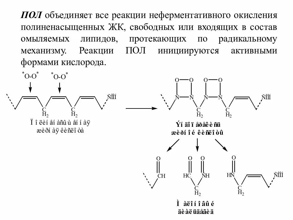 Пол липидов. Перекисное окисление липидов схема. Механизм перекисного окисления липидов в мембране клеток. Окисление липидов реакция. Пероксидное окисление липидов (пол).