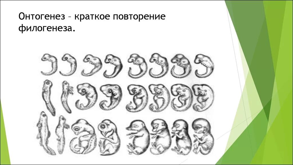 Эмбриогенез повторяет филогенез. Краткое повторение филогенеза. Онтогенез повторение филогенеза. Онтогенез является кратким повторением филогенеза.