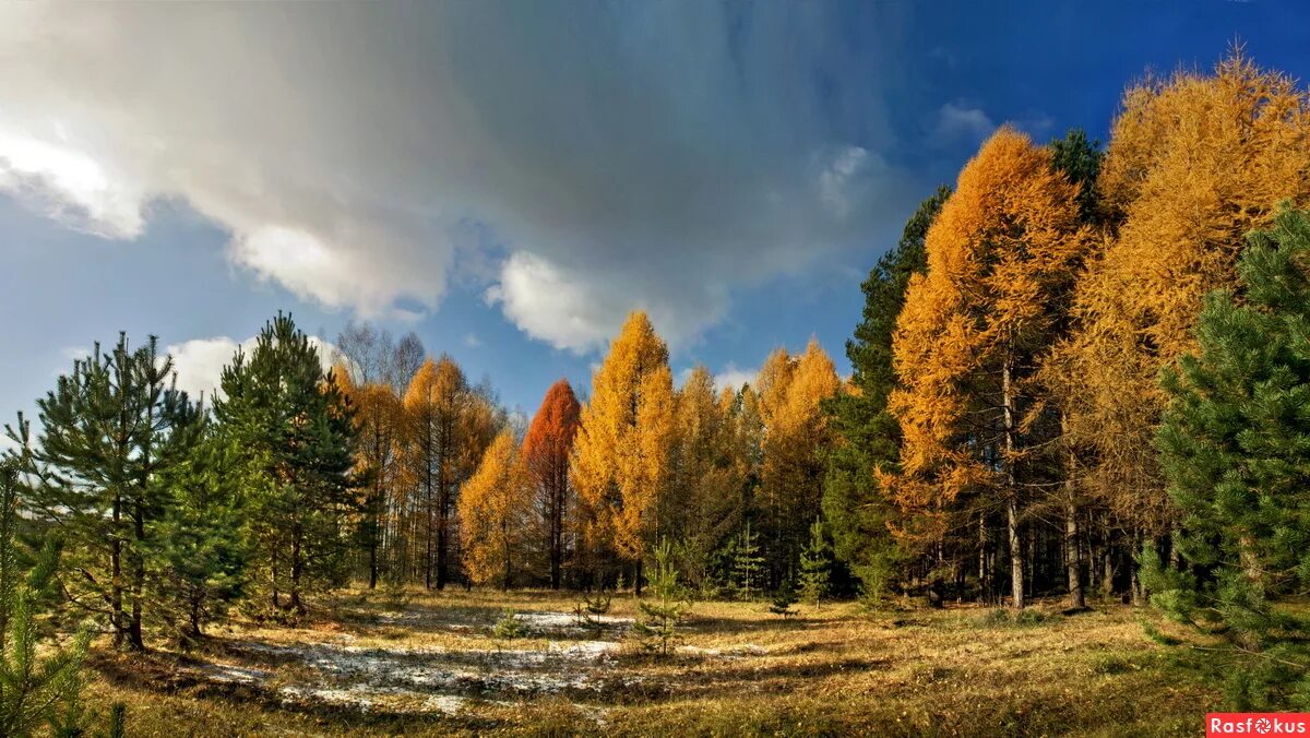 лиственница сибирская осень. листопад лиственницы. листопад лиственницы. лиственница даурская. лиственница сибирская красавица.