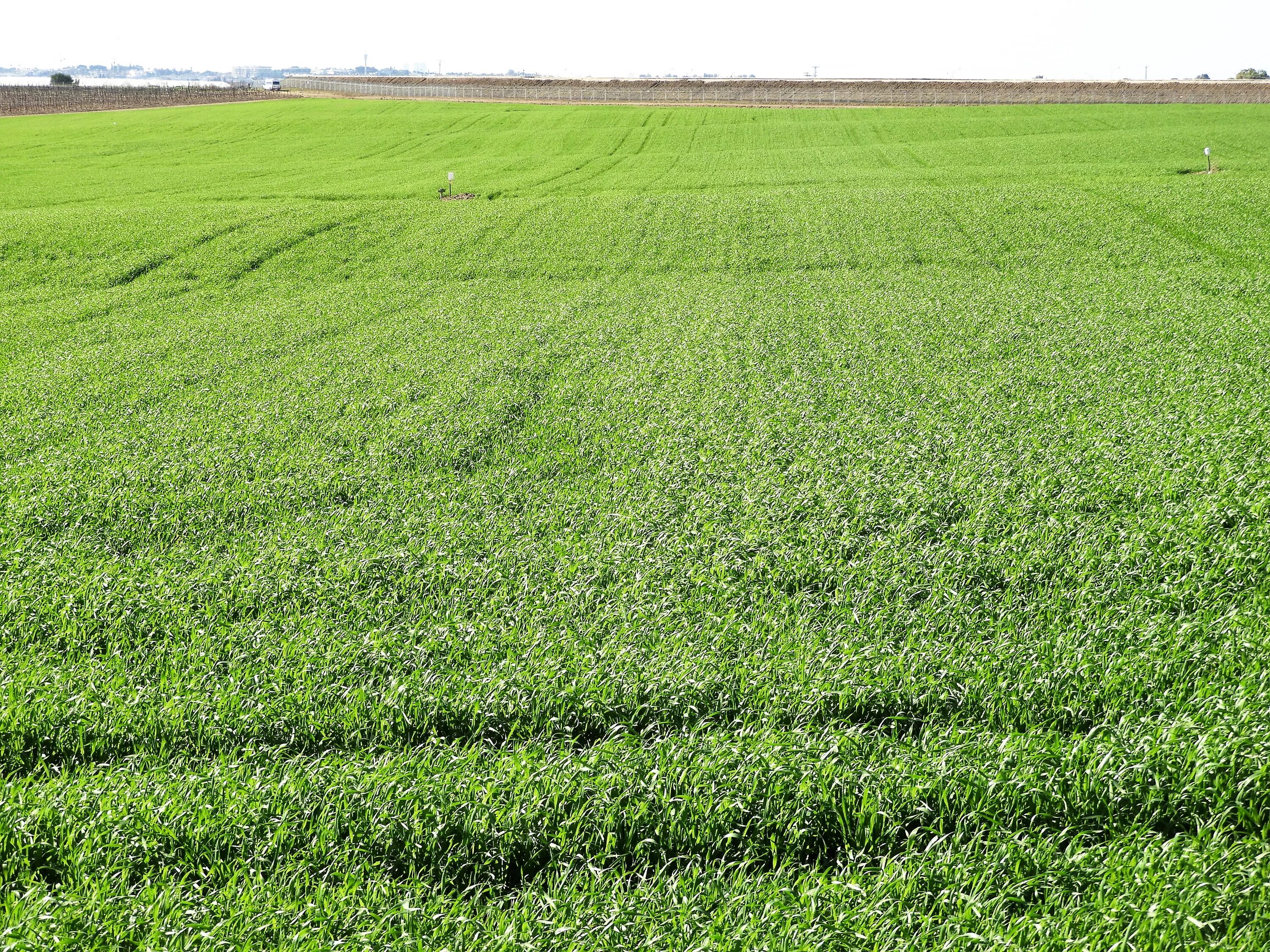 Поле засеяно или засеяно. Поле озимой пшеницы. озимые травы. многолетние травы в сельском хозяйстве. озимая пшеница в мае.