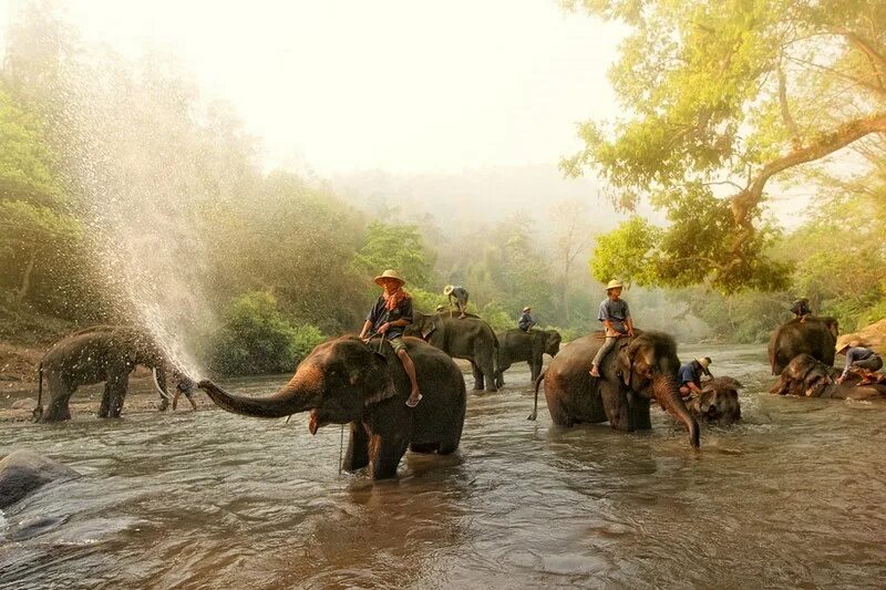 Лагерь слонов Мьянма. Слон лагерь. Анкор Майя слоны. Слоны в мае. Elephant camp