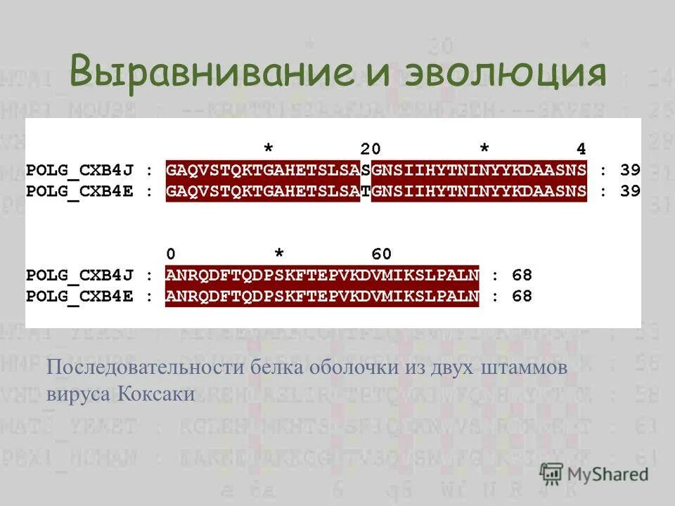 выравнивание последовательностей пример. выравнивание последовательностей биоинформатика. выравнивание нуклеотидных последовательностей. выравнивание последовательностей пример. выравнивание нуклеотидных последовательностей.