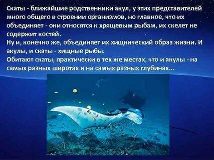 Признаки акул и скатов