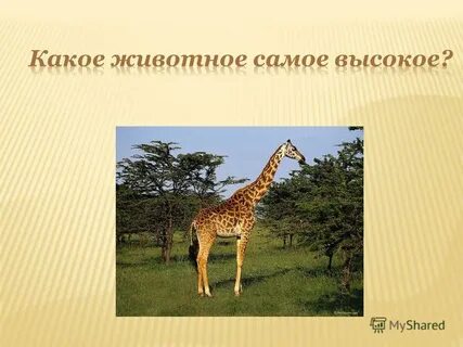 Почему жираф такой длинный