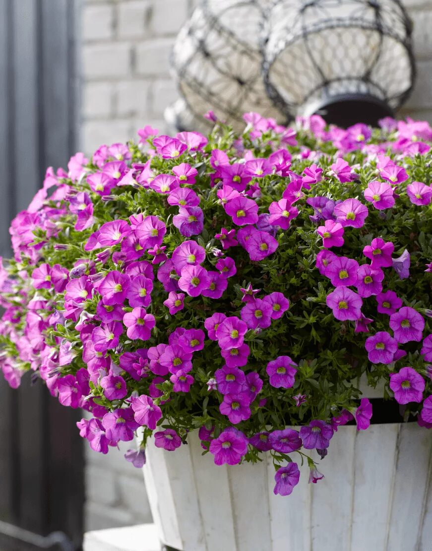 Петуния ампельная розовая. Петуния кустовая. Петуния лимончелло f1. Петуния капелла парпл вейн. Петуния ампельная джоконда.