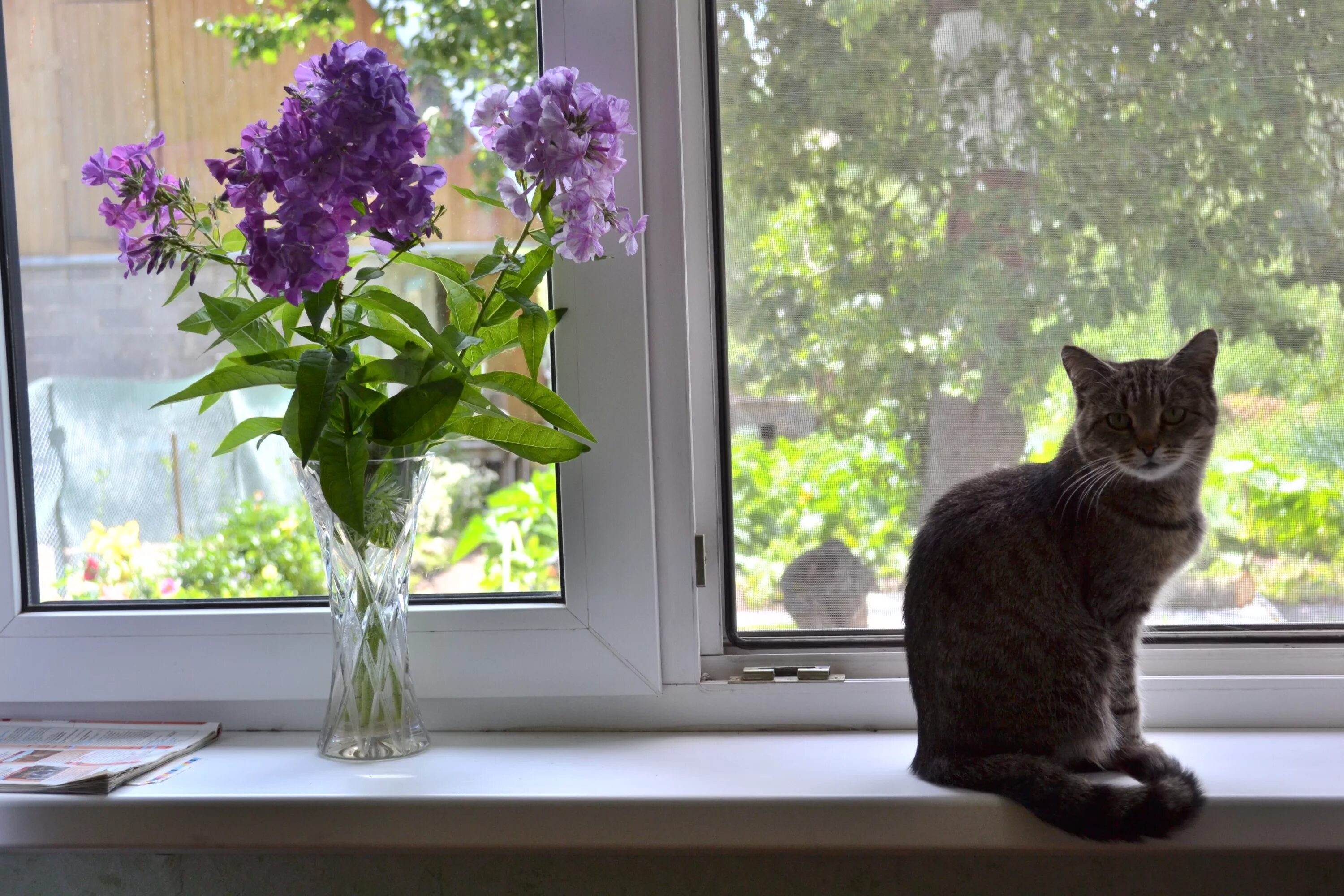 Художник скорубская нина весна. Красивый подоконник с цветами. Цветы на окне. Окно в природу. Цветы на подоконнике.