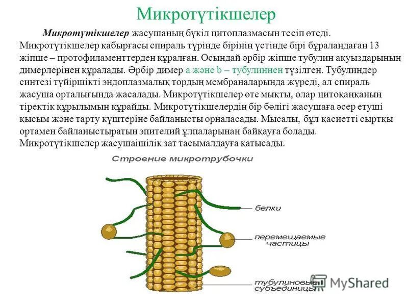 Синтез белков тубулинов. Синтез тубулина происходит в. Тубулин трубочки. Тубулин у бактерий. Тубулин функции в организме.