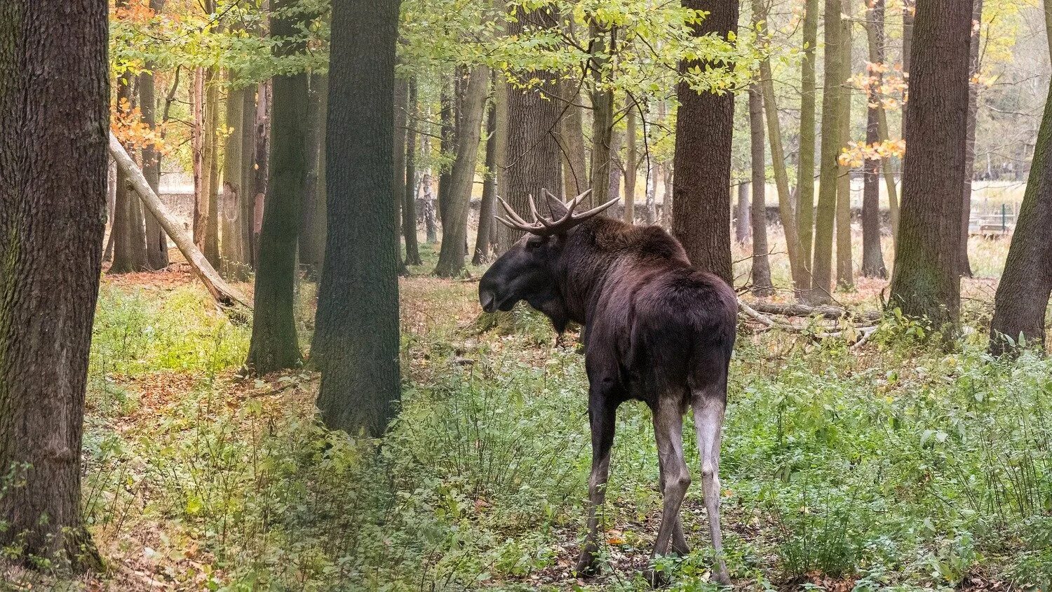 Как вести себя если встретил медведя. Что делать если встретил в лесу лося. Что делать если встретил в лесу лося. Как вести себя при встрече с дикими животными. Памятка при встрече с дикими животными.